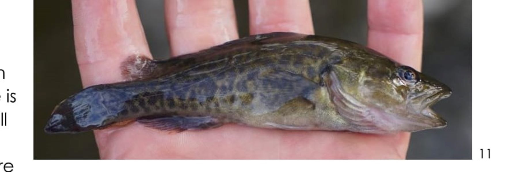 Pestele Cod Environmental Flows – Inland Rivers Network